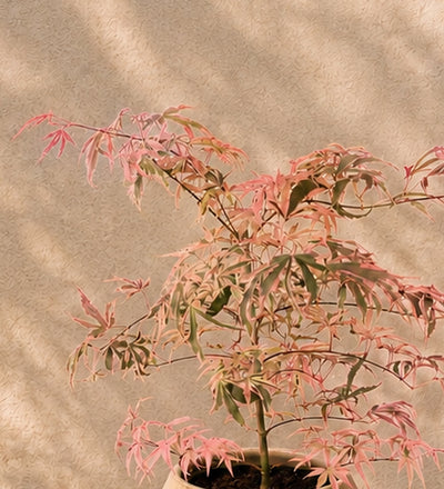 Acer Shirazz
