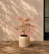 Acer Shirazz