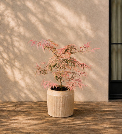 Acer Shirazz