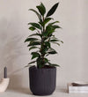 African Fig in Self-watering Pot