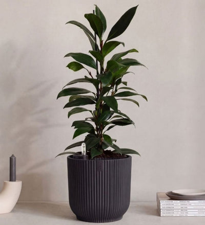 African Fig in Self-watering Pot