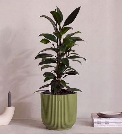 African Fig in Self-watering Pot