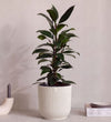 African Fig in Self-watering Pot