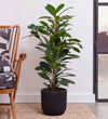 African Fig in Self-watering Pot