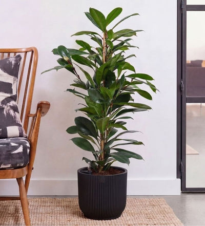 African Fig in Self-watering Pot