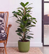 African Fig in Self-watering Pot