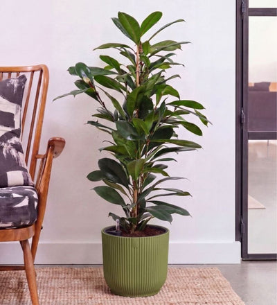 African Fig in Self-watering Pot