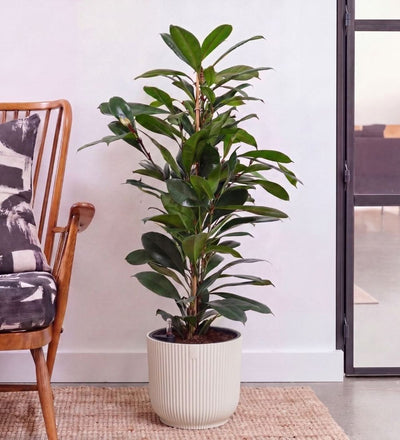 African Fig in Self-watering Pot
