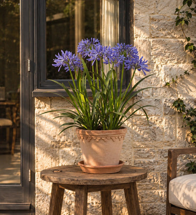 Agapanthus Pair