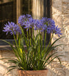 Agapanthus Pair