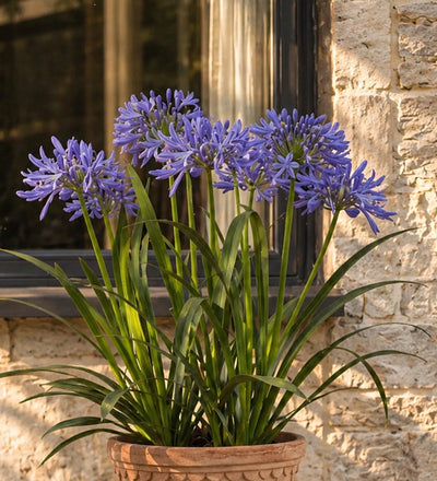 Agapanthus Pair