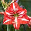 Amaryllis Bulb Kit