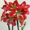 Amaryllis Bulb Kit
