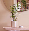 Bamboo Orchid