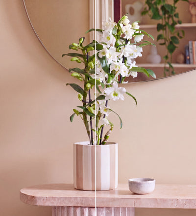 Bamboo Orchid