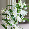 Bamboo Orchid