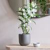 Bamboo Orchid