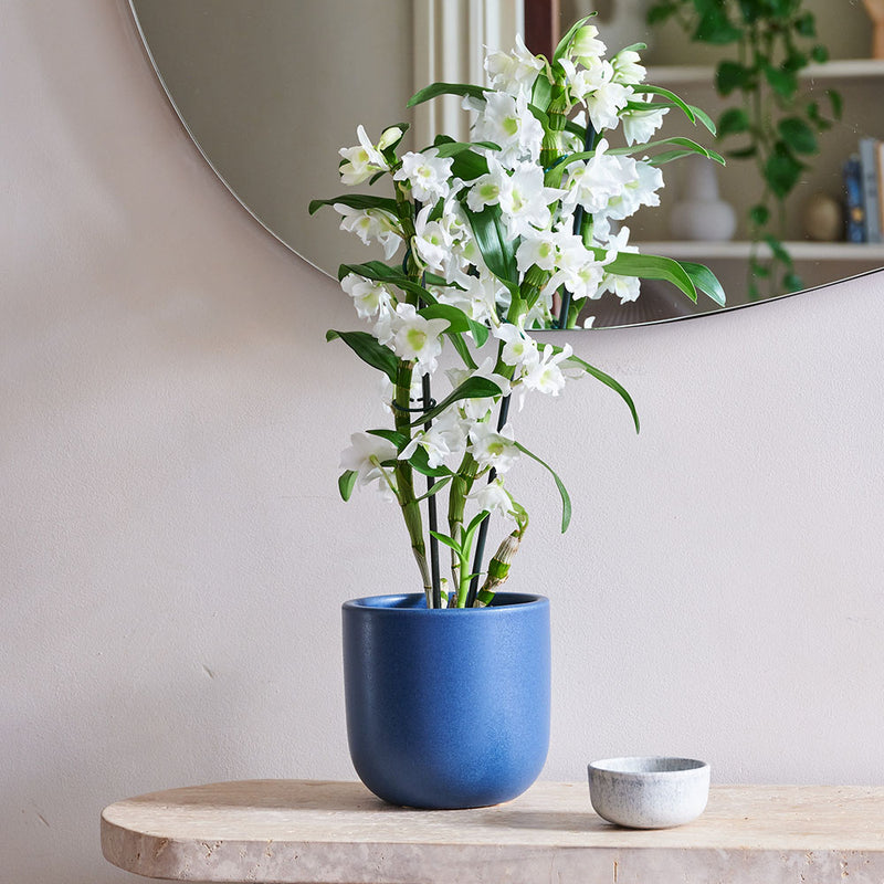 Bamboo Orchid & Pot