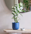 Bamboo Orchid & Pot