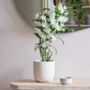Bamboo Orchid & Pot