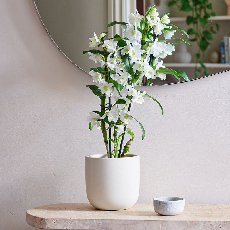 Bamboo Orchid & Pot