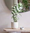 Bamboo Orchid & Pot