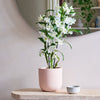 Bamboo Orchid & Pot