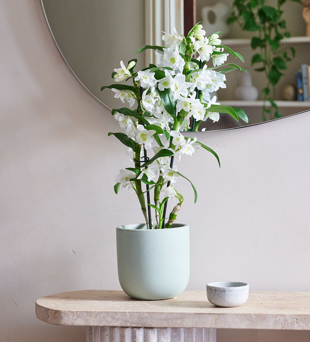 Bamboo Orchid & Pot