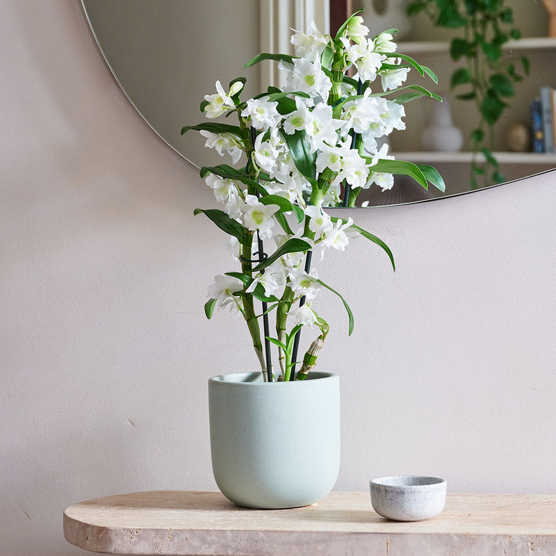 Bamboo Orchid & Pot