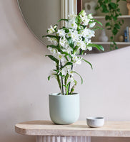 Bamboo Orchid & Pot