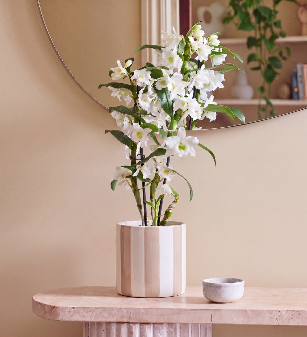 Bamboo Orchid