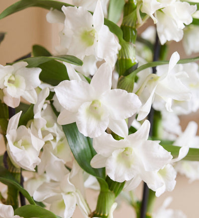 Bamboo Orchid