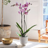 Purple Orchid & Pot
