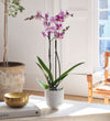 Purple Orchid & Pot