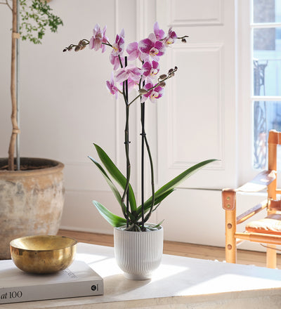 Purple Orchid & Pot