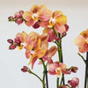 Monaco Orchid & Pot
