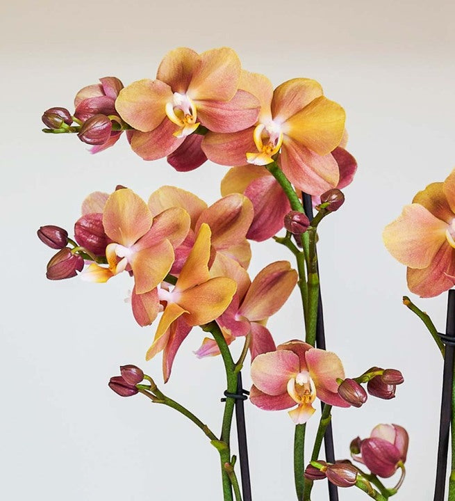 Monaco Orchid & Pot