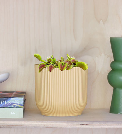 Venus Flytrap & Pot