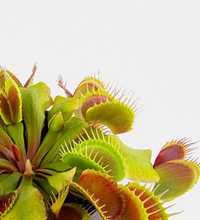 Venus Flytrap & Pot