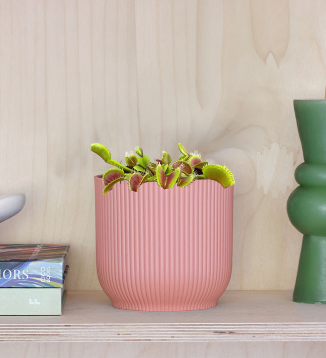 Venus Flytrap & Pot