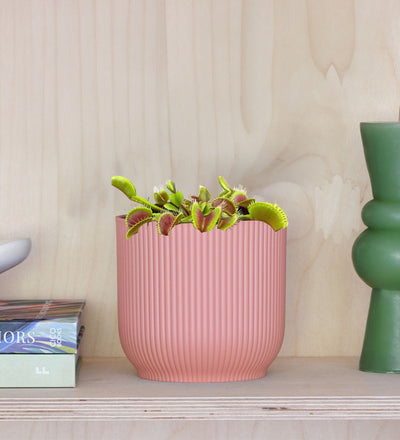 Venus Flytrap & Pot