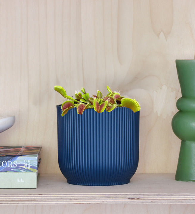 Venus Flytrap & Pot