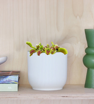 Venus Flytrap & Pot
