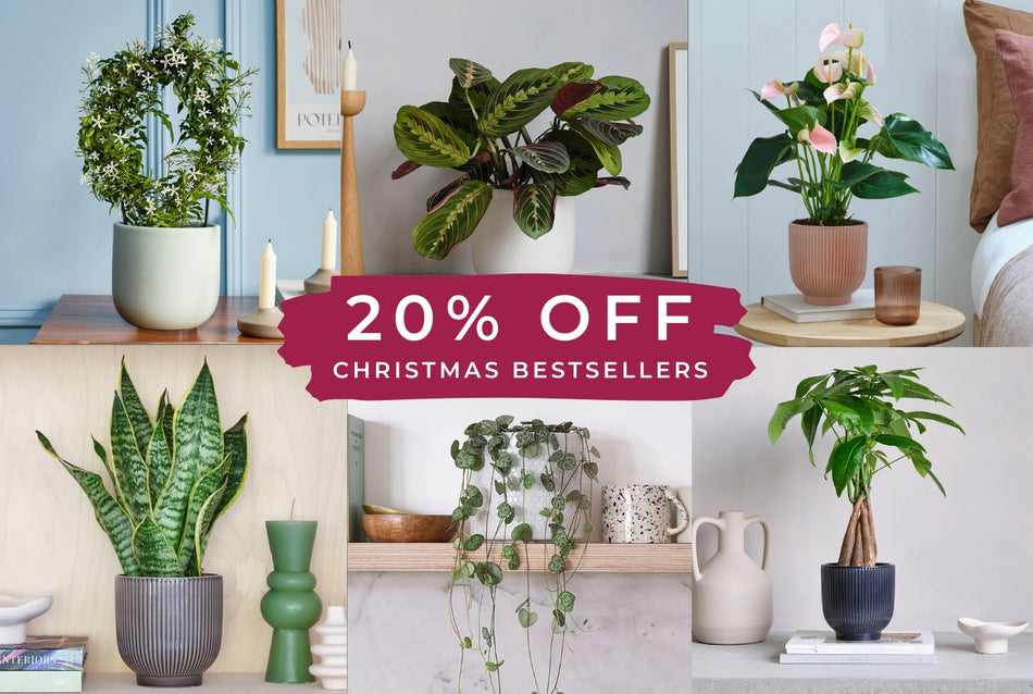 20% off gifts