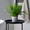 Boston Fern and Pot