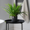 Boston Fern and Pot
