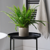 Boston Fern and Pot