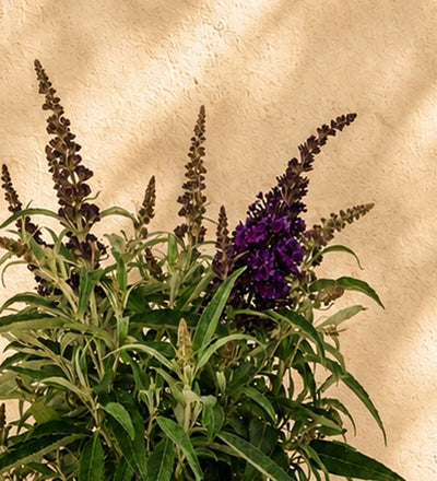 Buddleja