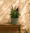 Trio of Buddleja