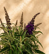 Pair of Buddleja